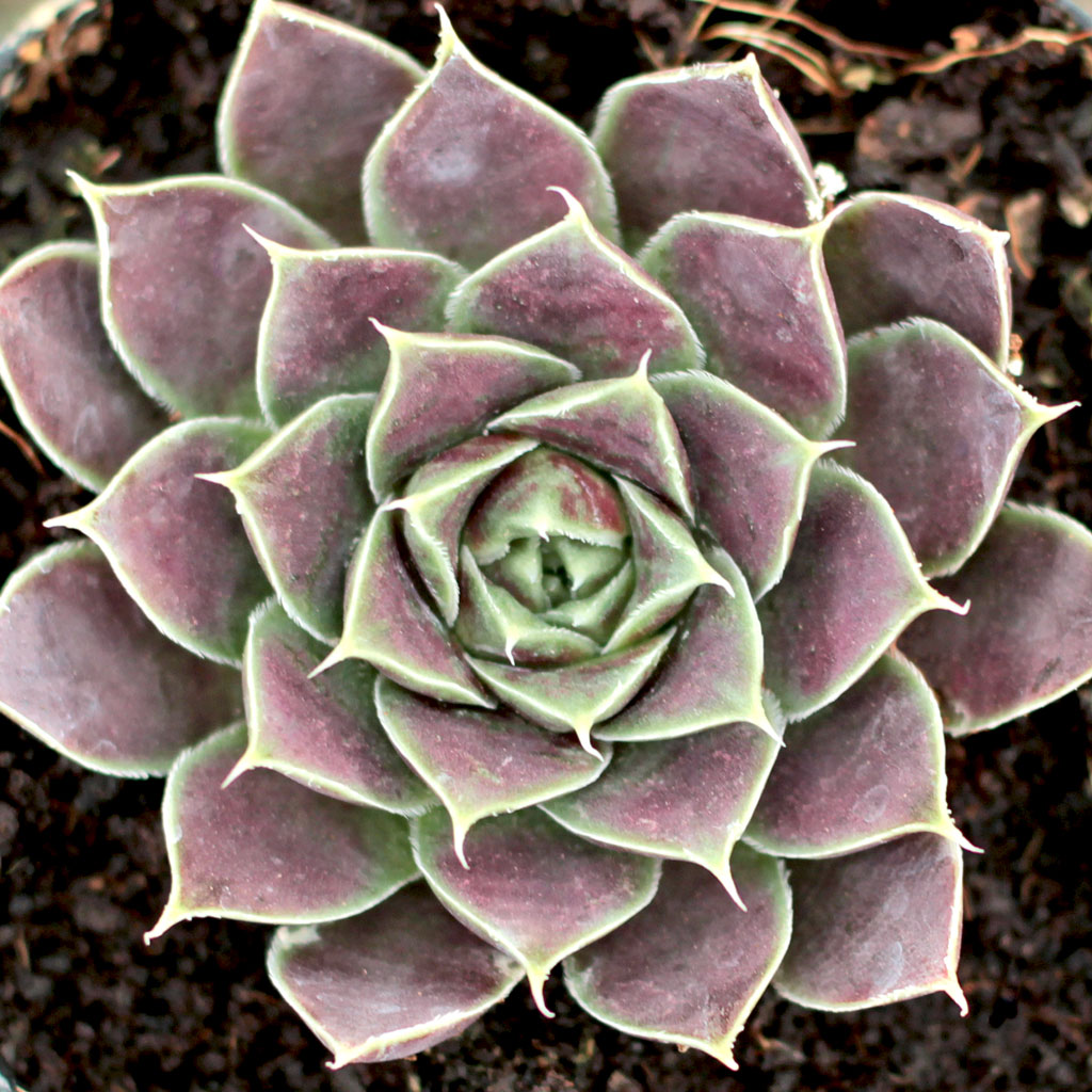 Sempervivum heuffelii 'Chocoleto' [exclusive] Questions & Answers