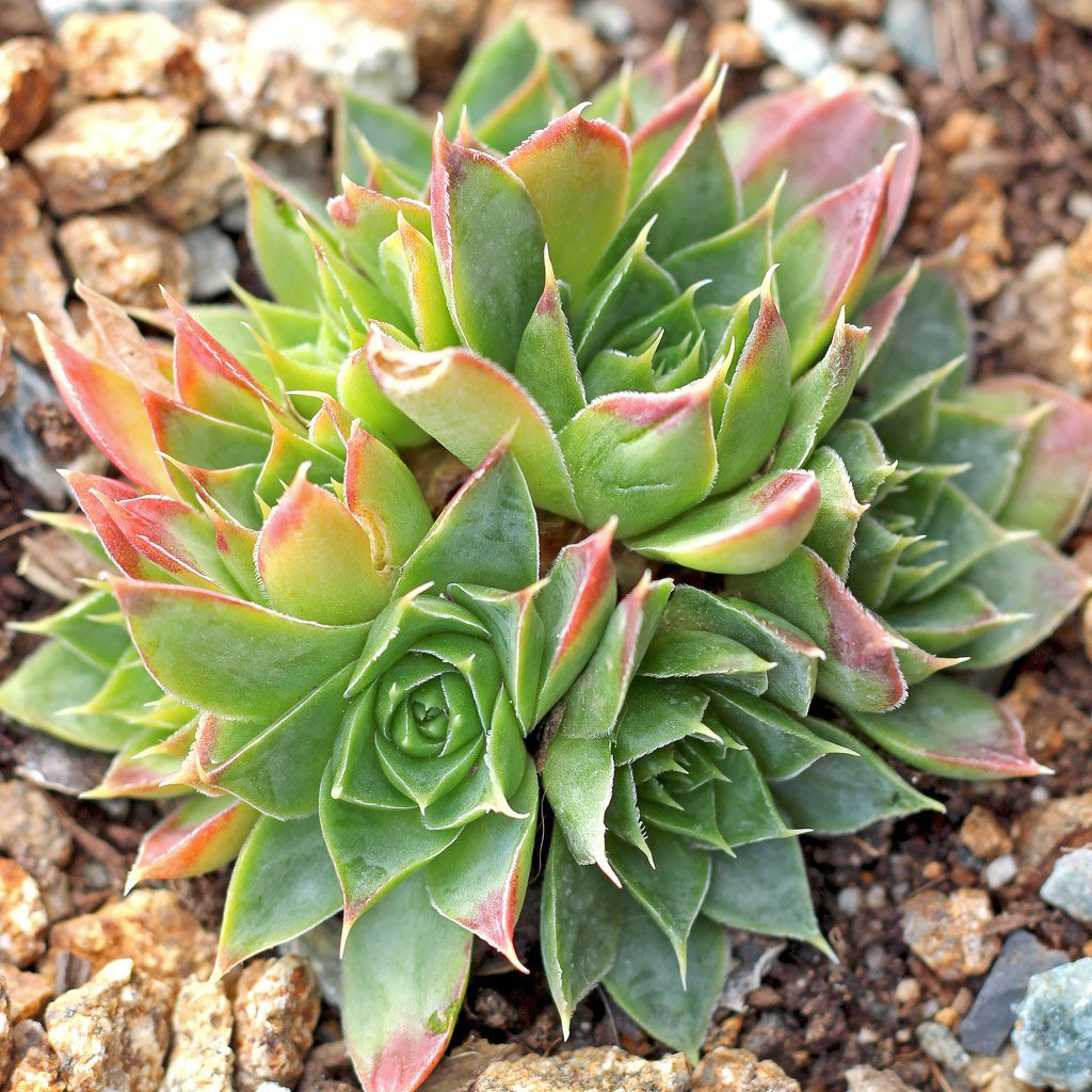 Sempervivum heuffelii 'Xanthoheuff' Questions & Answers