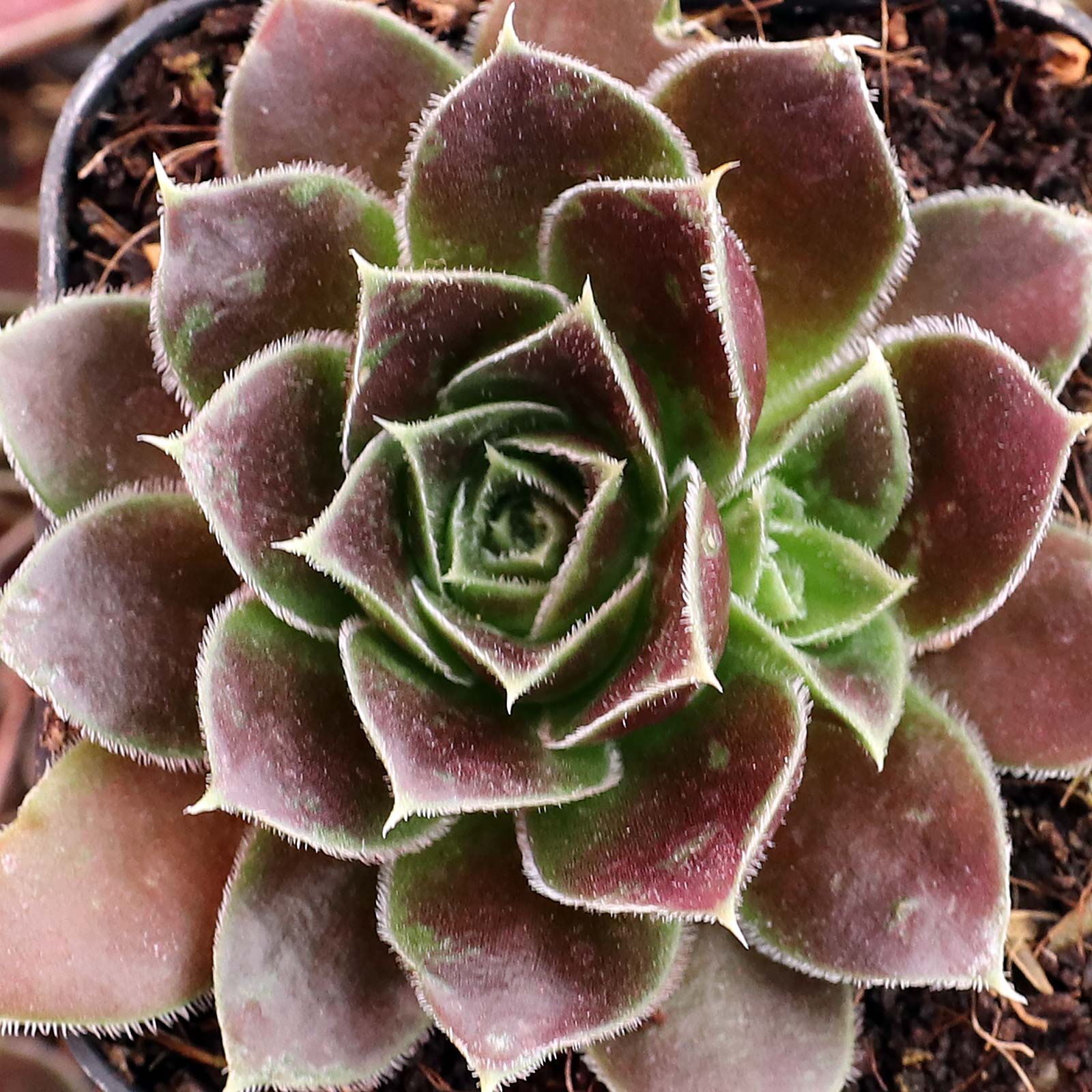 Sempervivum heuffelii 'Irene' [exclusive] Questions & Answers