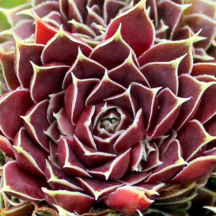 Sempervivum heuffelii 'Giuseppi Spiny' [exclusive] Questions & Answers