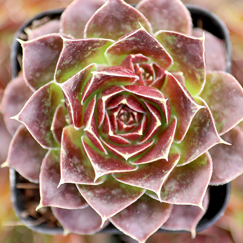 would Sempervivum heuffelii 'Torrid Zone', survive winter, summer south sun, no shade in zone 6a?