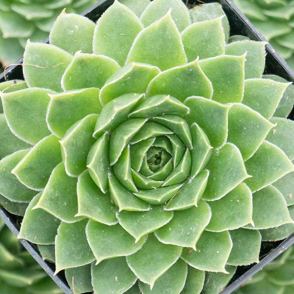 Can they be planted in an, Amazing Creation Stackable Planter Vertical Garden?