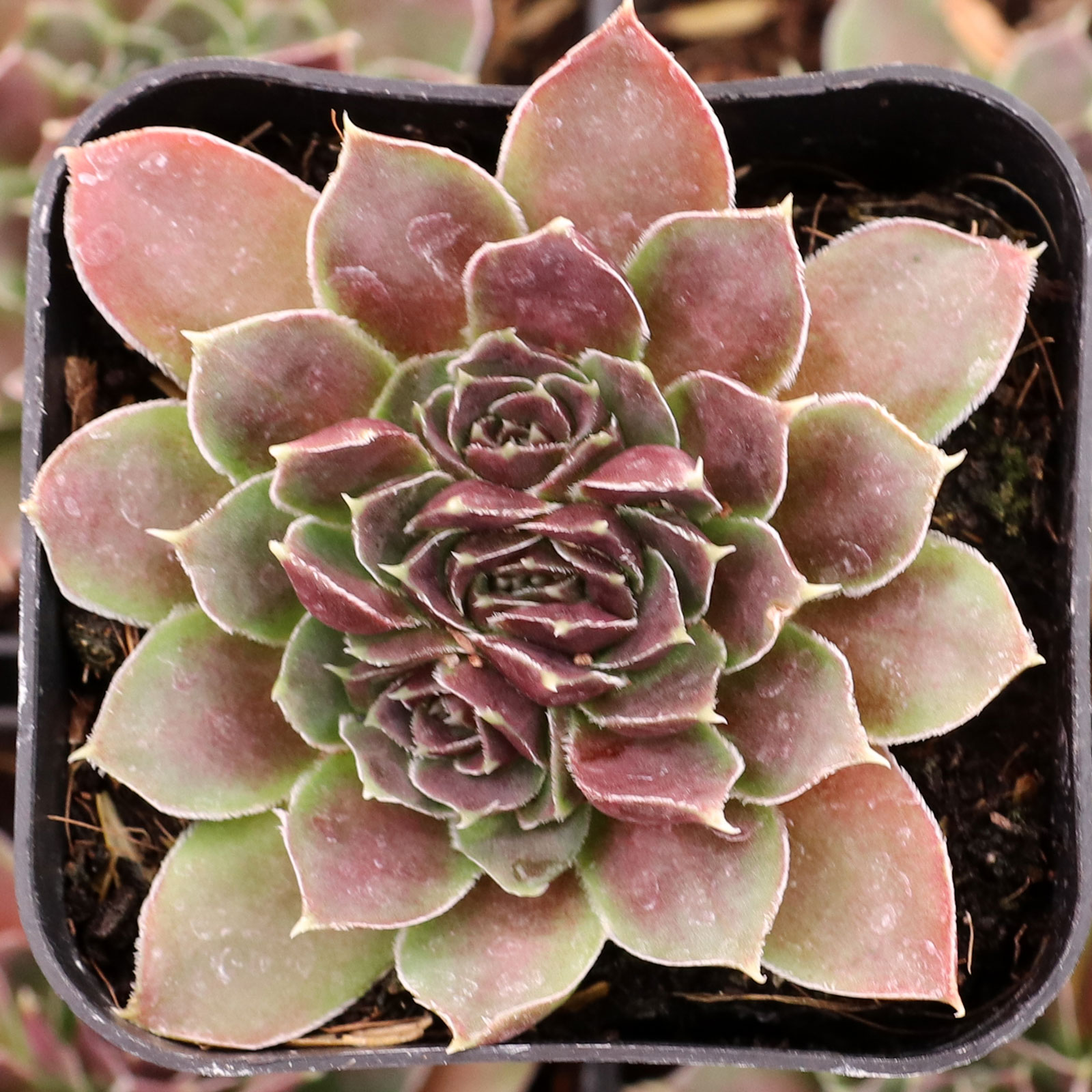 Sempervivum heuffelii 'Mystique' Questions & Answers