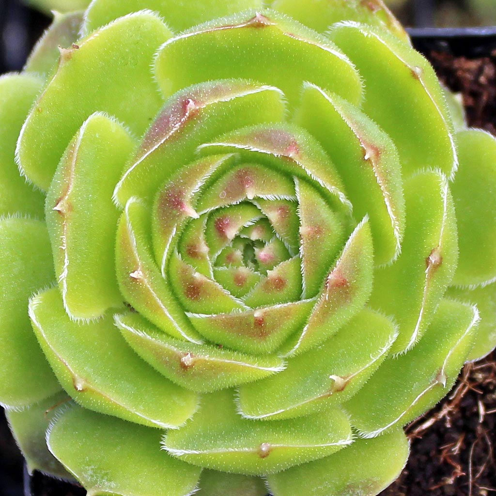 Sempervivum heuffelii 'Gold Bug' Questions & Answers