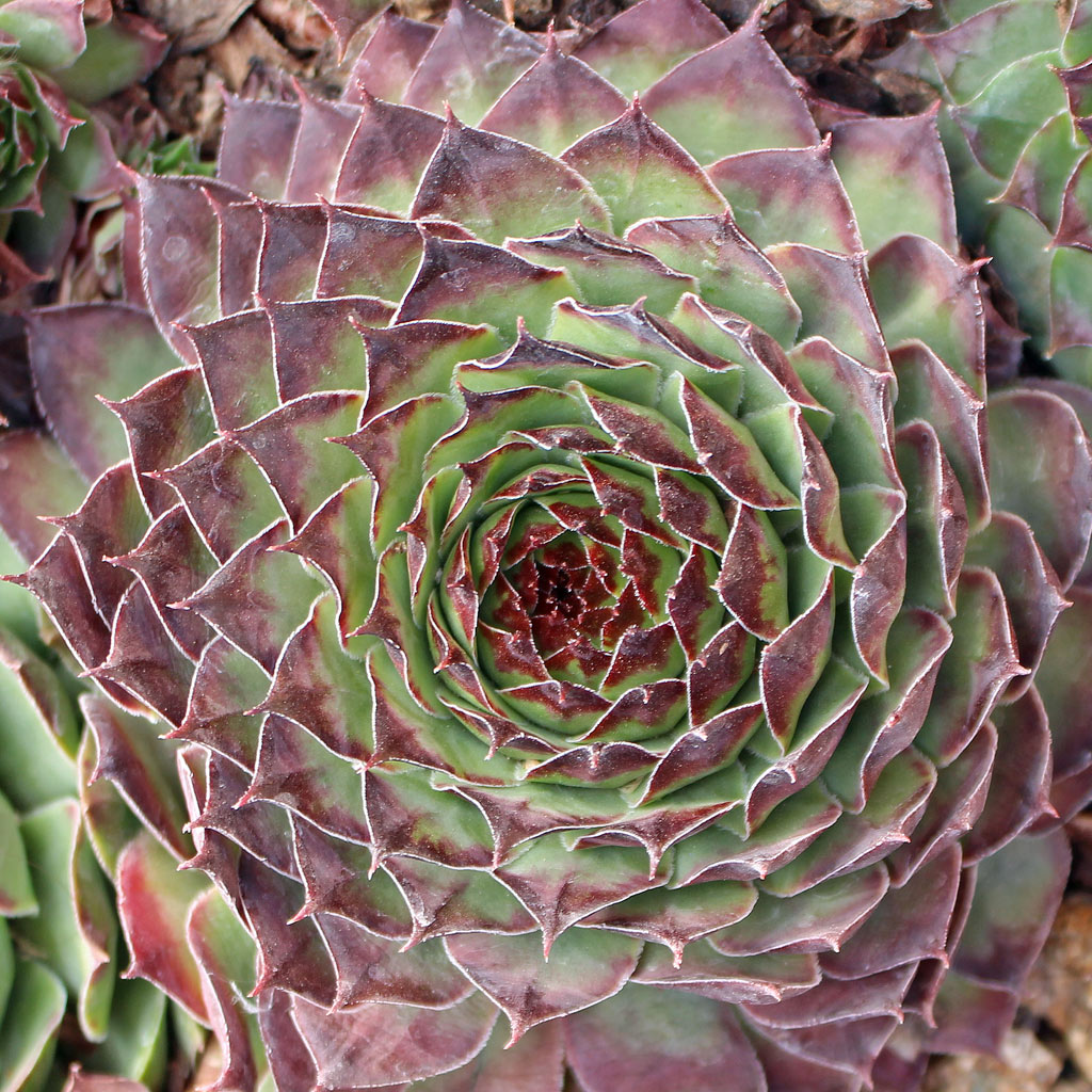 Sempervivum 'Boromir' Questions & Answers