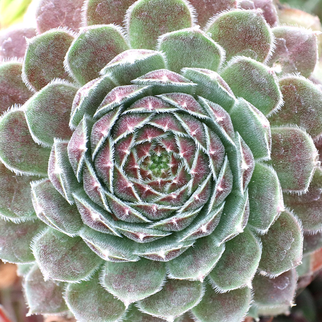 Sempervivum 'Director Jacobs' Questions & Answers