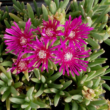 Delosperma cooperi - Trailing Ice Plant Questions & Answers