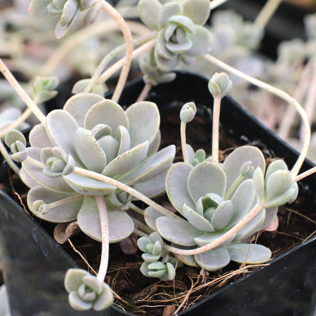 Orostachys malacophylla var. iwarenge - Chinese Dunce Cap Questions & Answers