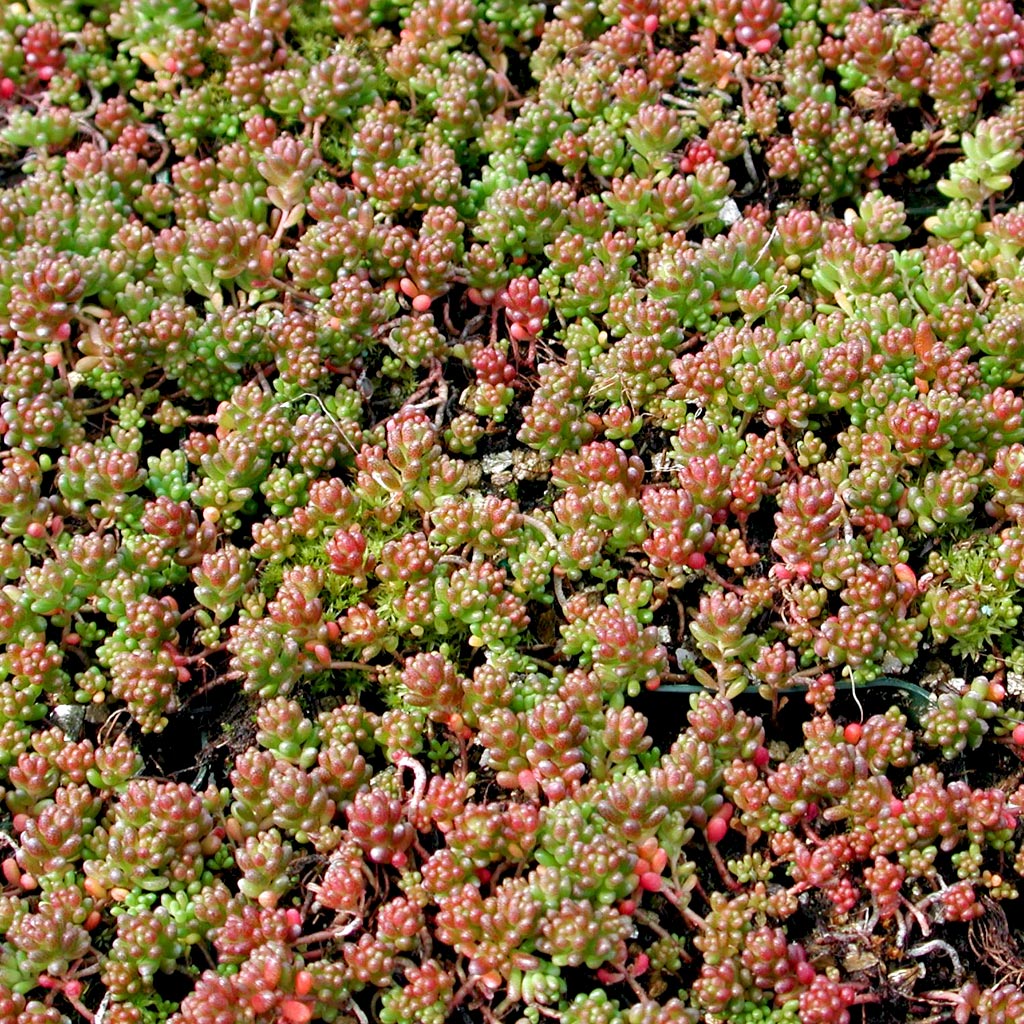 Is sedum album able to be kept indoors year-round?