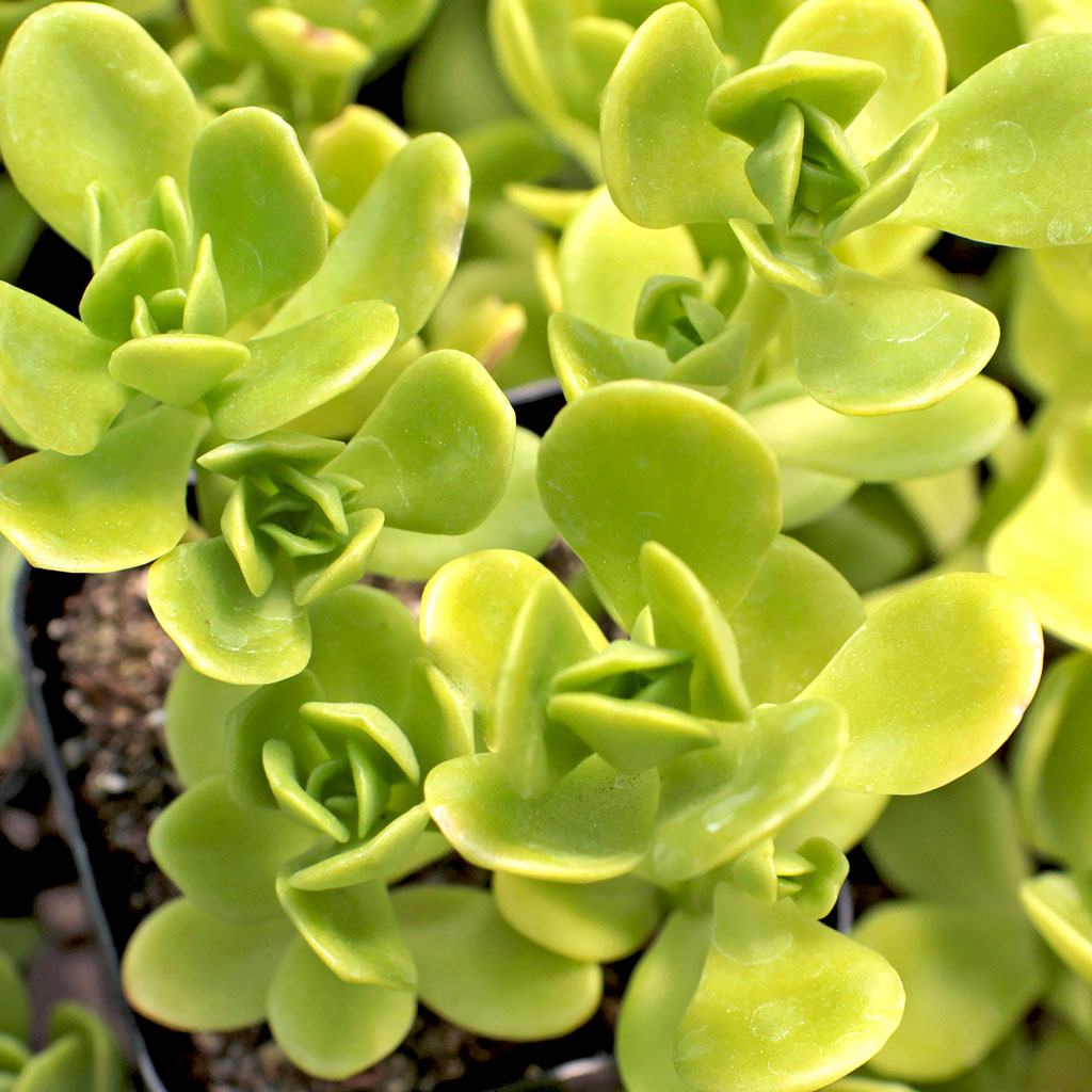 Sedum confusum Questions & Answers