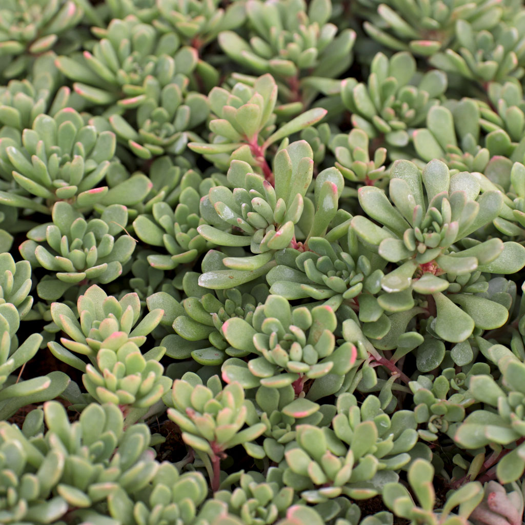 Sedum nevii Questions & Answers