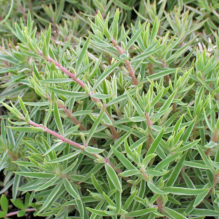 Is carpet sedum something I could use to replace grass? It's very soft and pleasant, but can it be walked on?