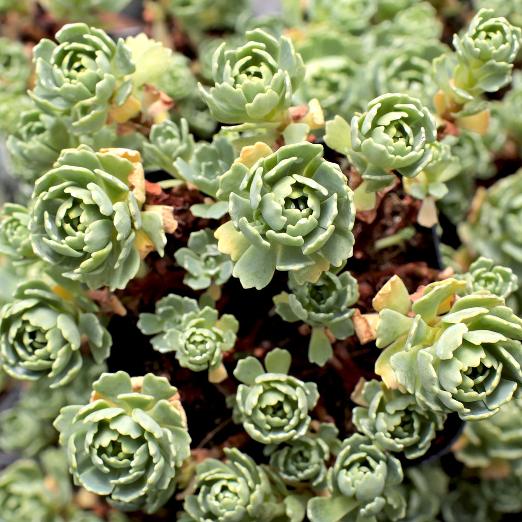 Sedum pachyclados - Grey Stonecrop Questions & Answers