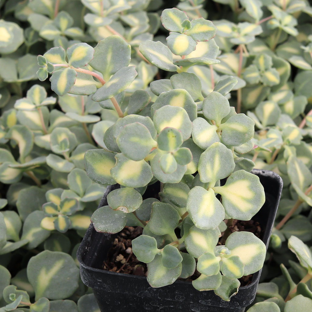 Is sedum seiboldii a hybrid? If not, why does it put out  on-variegated leaves?