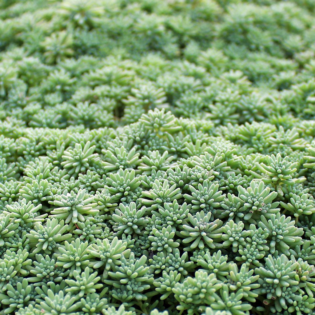 Sedum pallidum var. bithynicum Questions & Answers