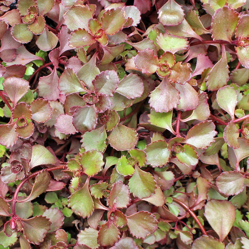 Sedum spurium 'Ruby Mantle' Questions & Answers