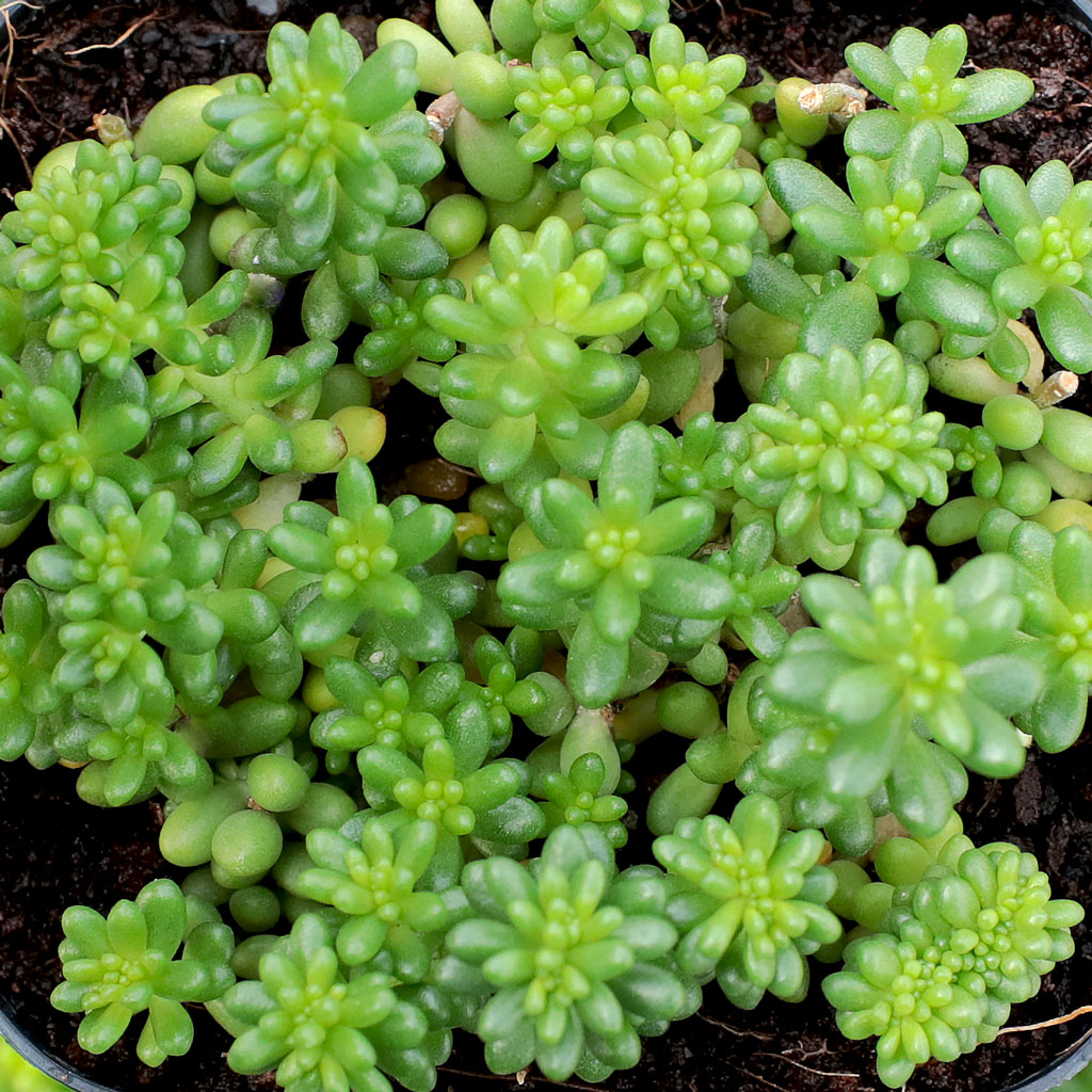 Should sedums be left un trimmed during the winter?