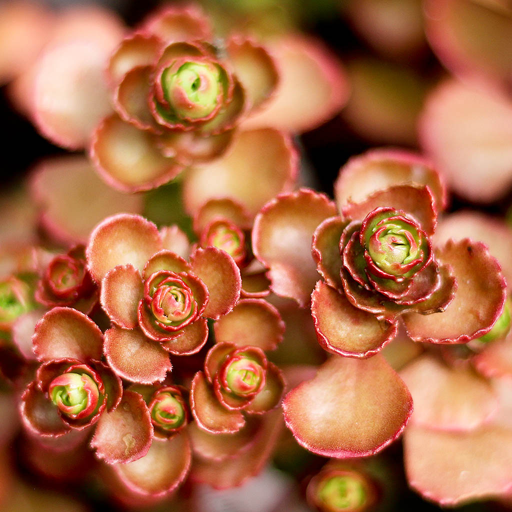 Sedum spurium 'Fuldaglut' Questions & Answers