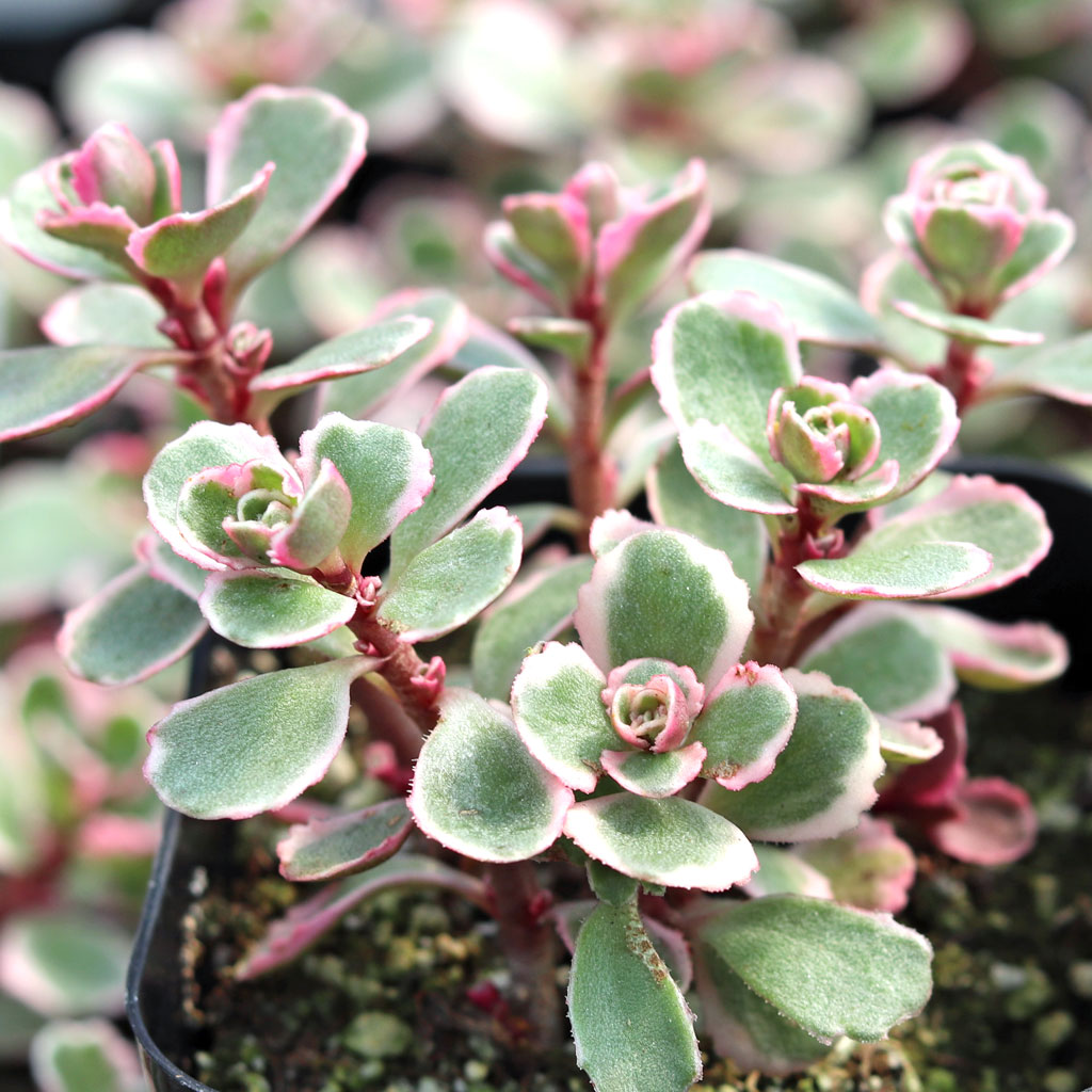 Which Sedums can tolerate “bright shade”?