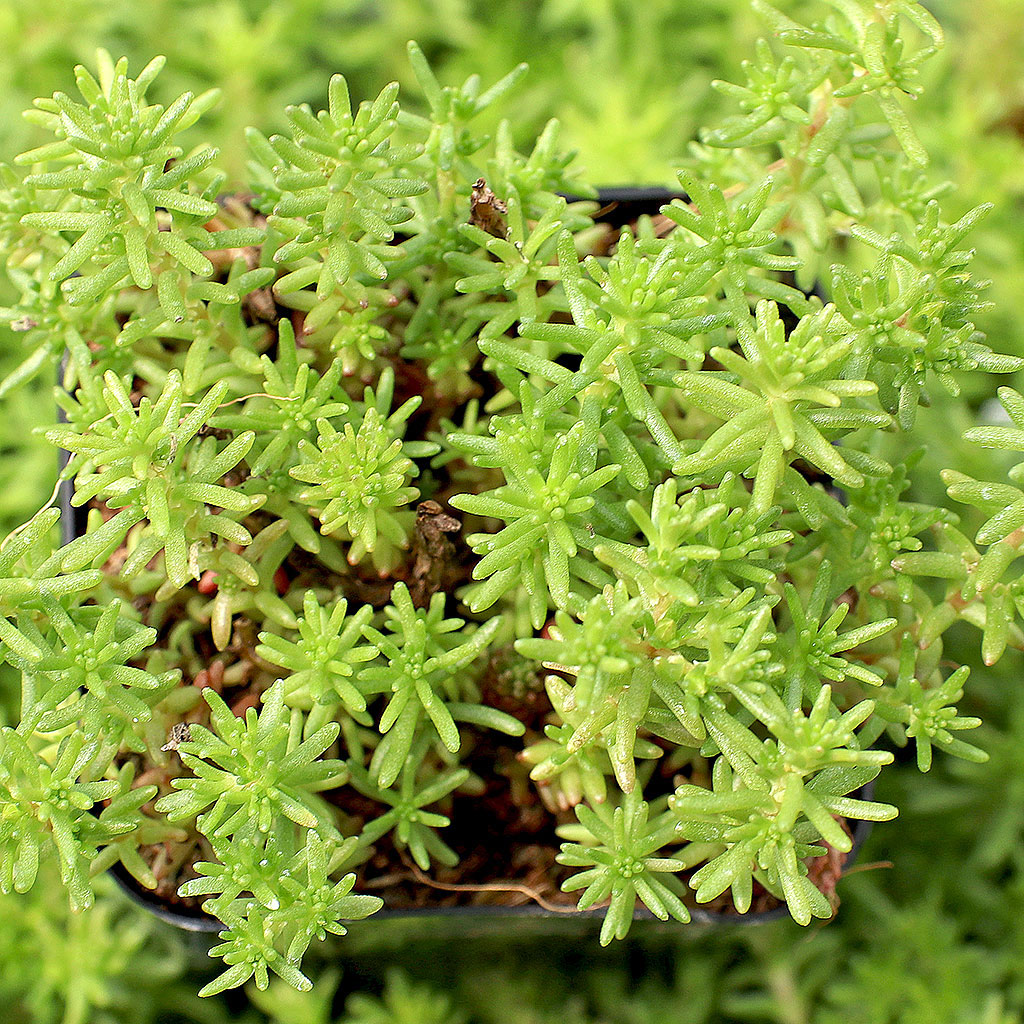 Sedum sexangulare Questions & Answers