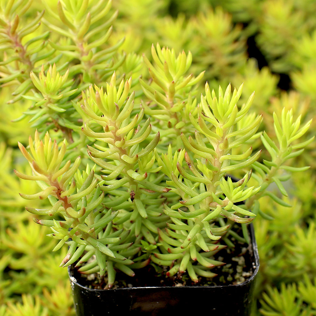 Is plant ok if you have pets (Sedum reflexum 'Angelina')