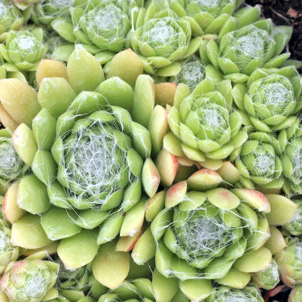 Sempervivum pumilum f/ Armchi Questions & Answers