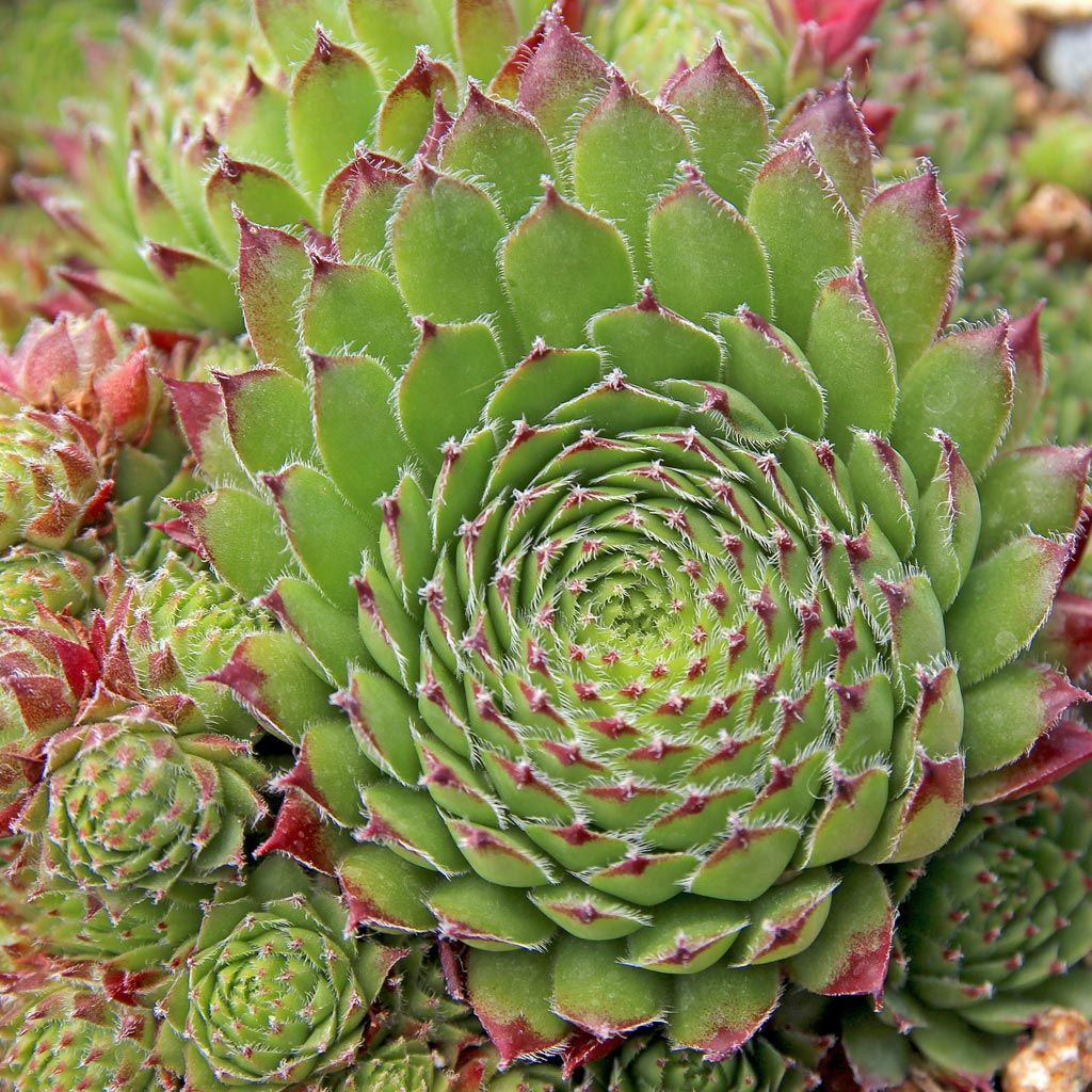 Sempervivum 'Helveticum' Questions & Answers