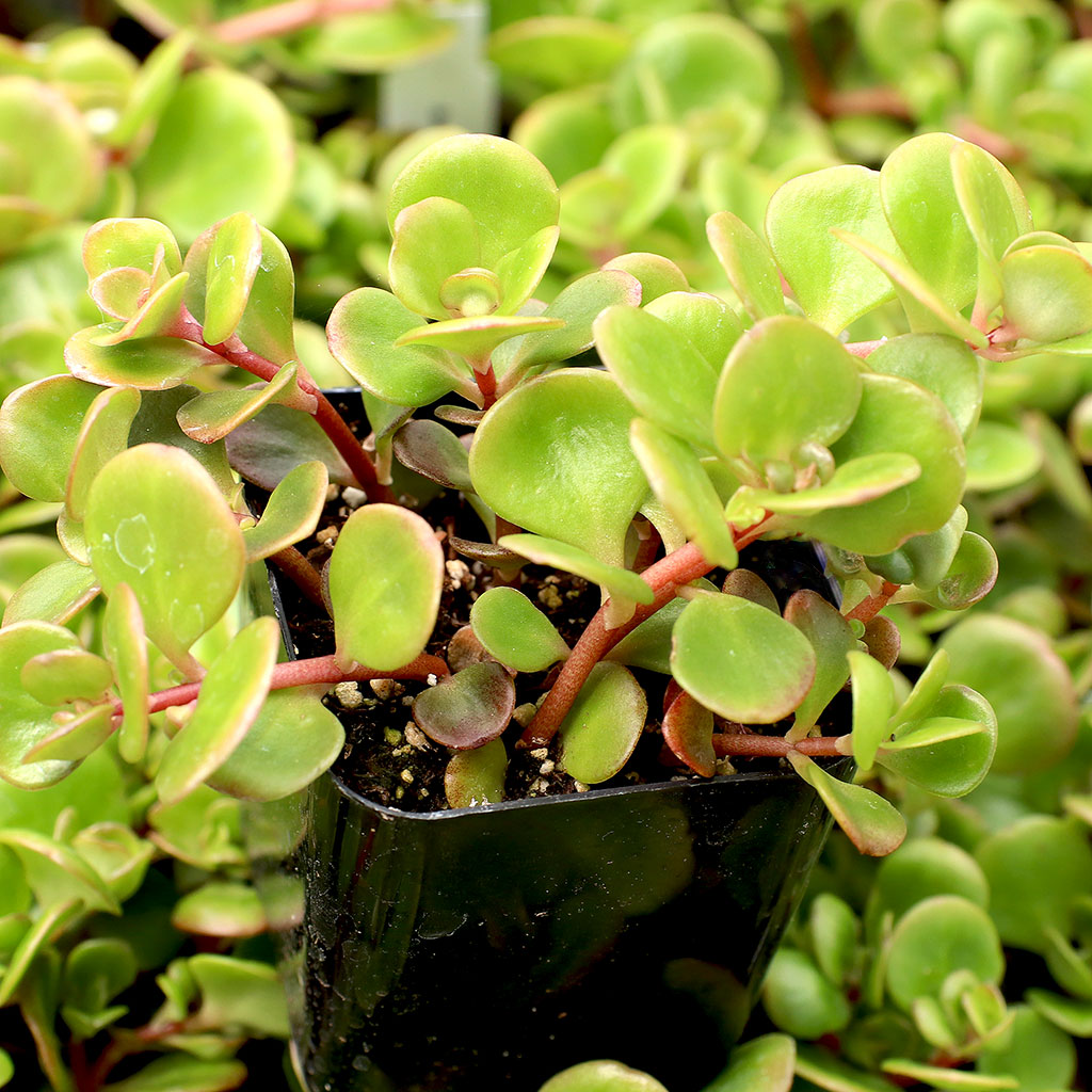 Sedum tetractinum 'Coral Reef' - Chinese Stonecrop Questions & Answers