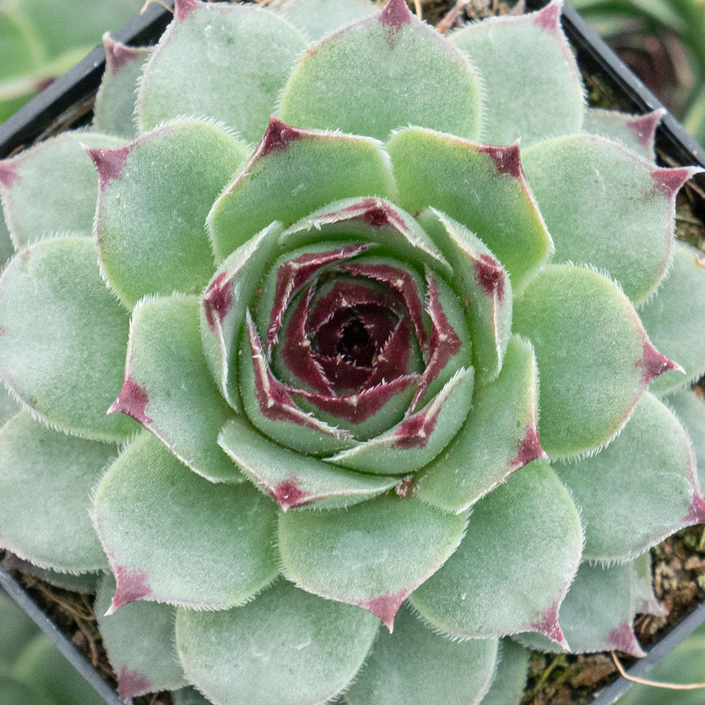 Sempervivum calcareum Questions & Answers