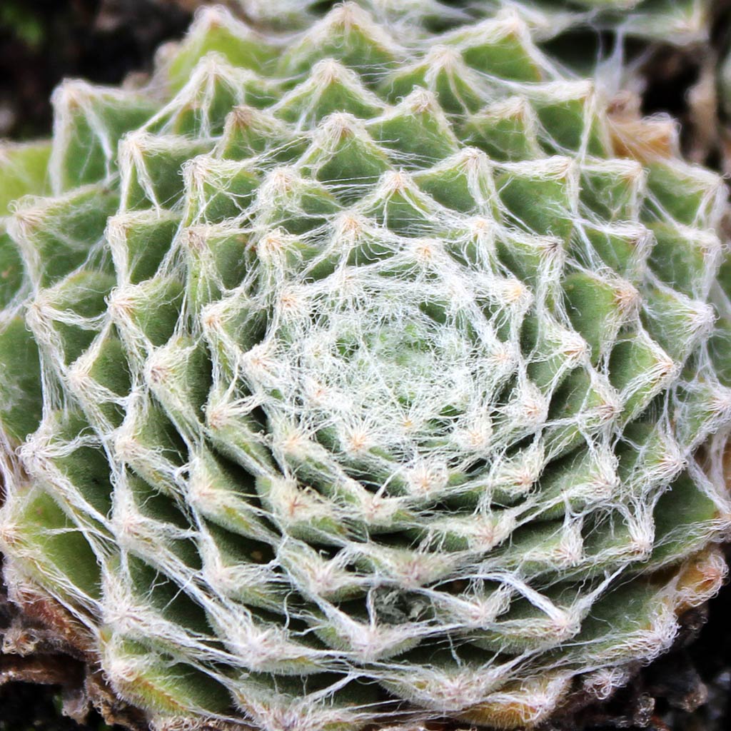 Sempervivum arachnoideum ssp tomentosum f/ Gorges de Daluis has lost webbing