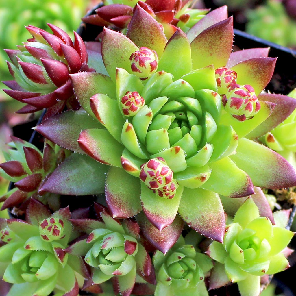 Sempervivum globiferum ssp. hirtum 'Emerald Spring' Questions & Answers