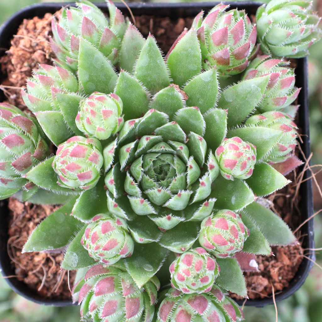 How cold can they (sempervivum) be outside in a pot?