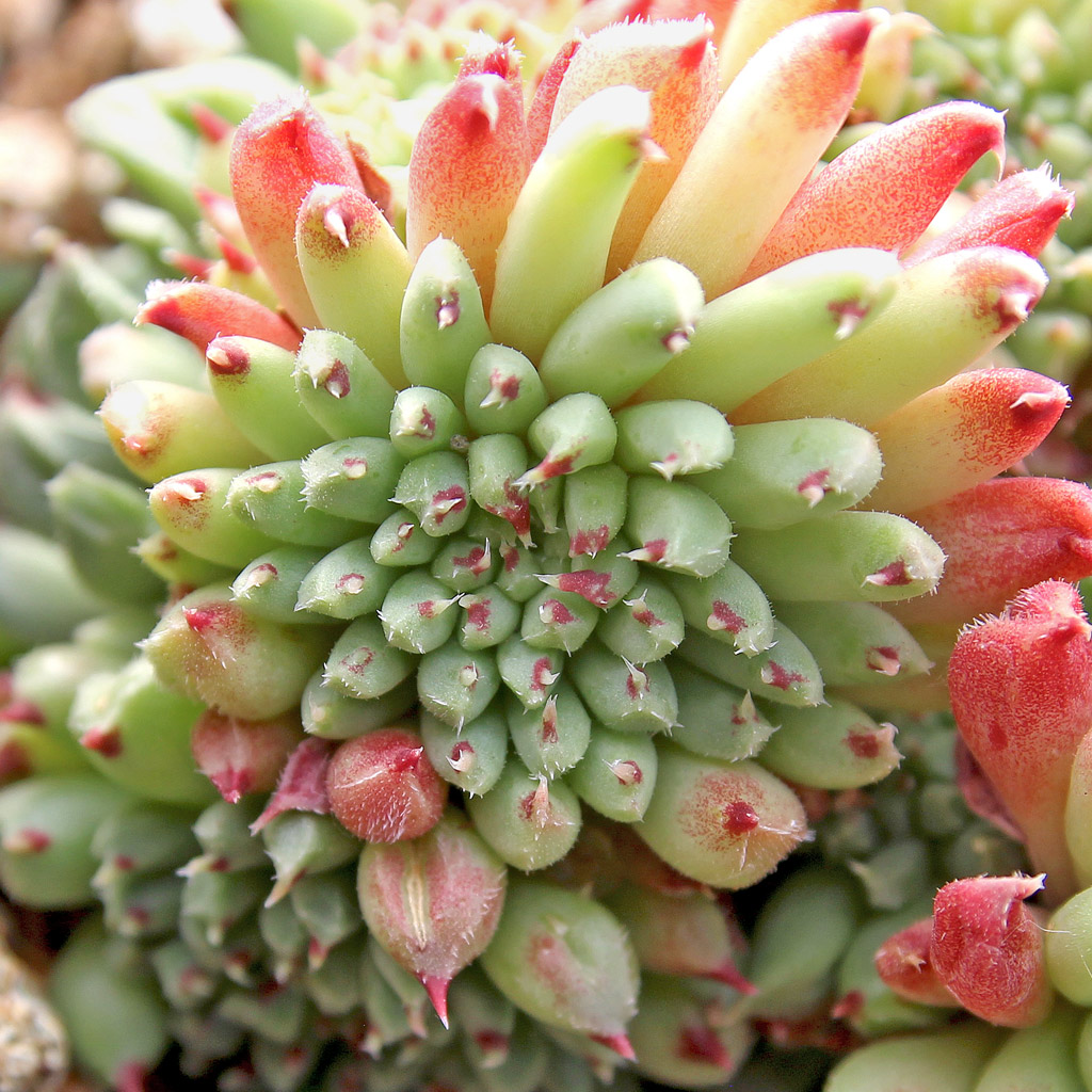 Sempervivum calcareum 'Grigg's Surprise' Questions & Answers