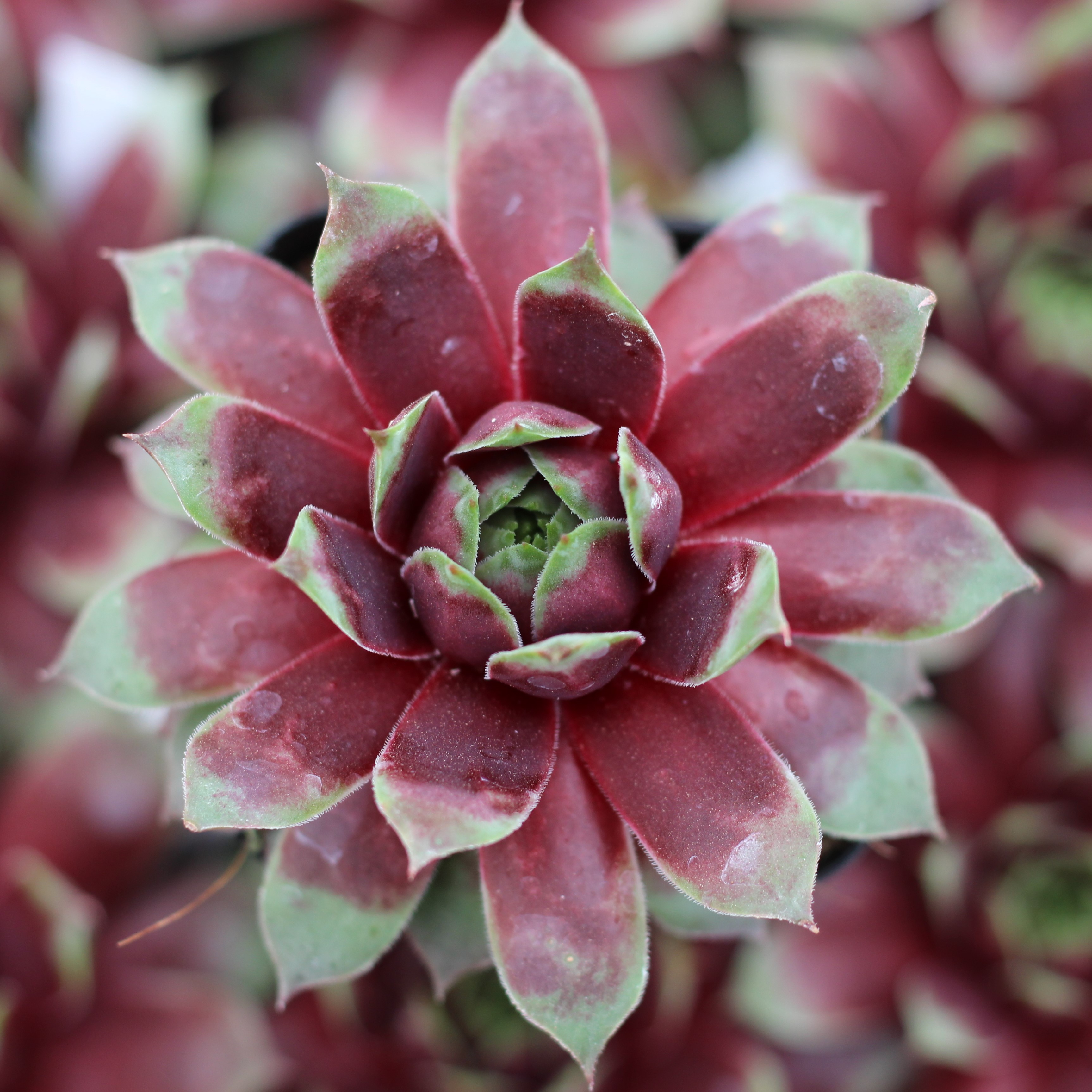 Sempervivum 'Jungle Fires' Questions & Answers