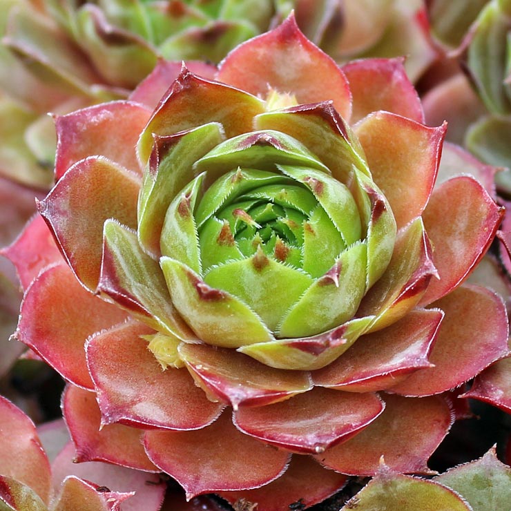 Do the Sempervivum Hens and Chicks bloom?