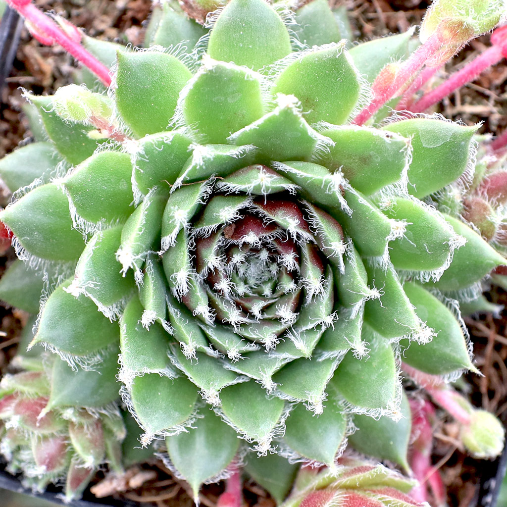 Sempervivum 'Hot Stuff' [exclusive] Questions & Answers