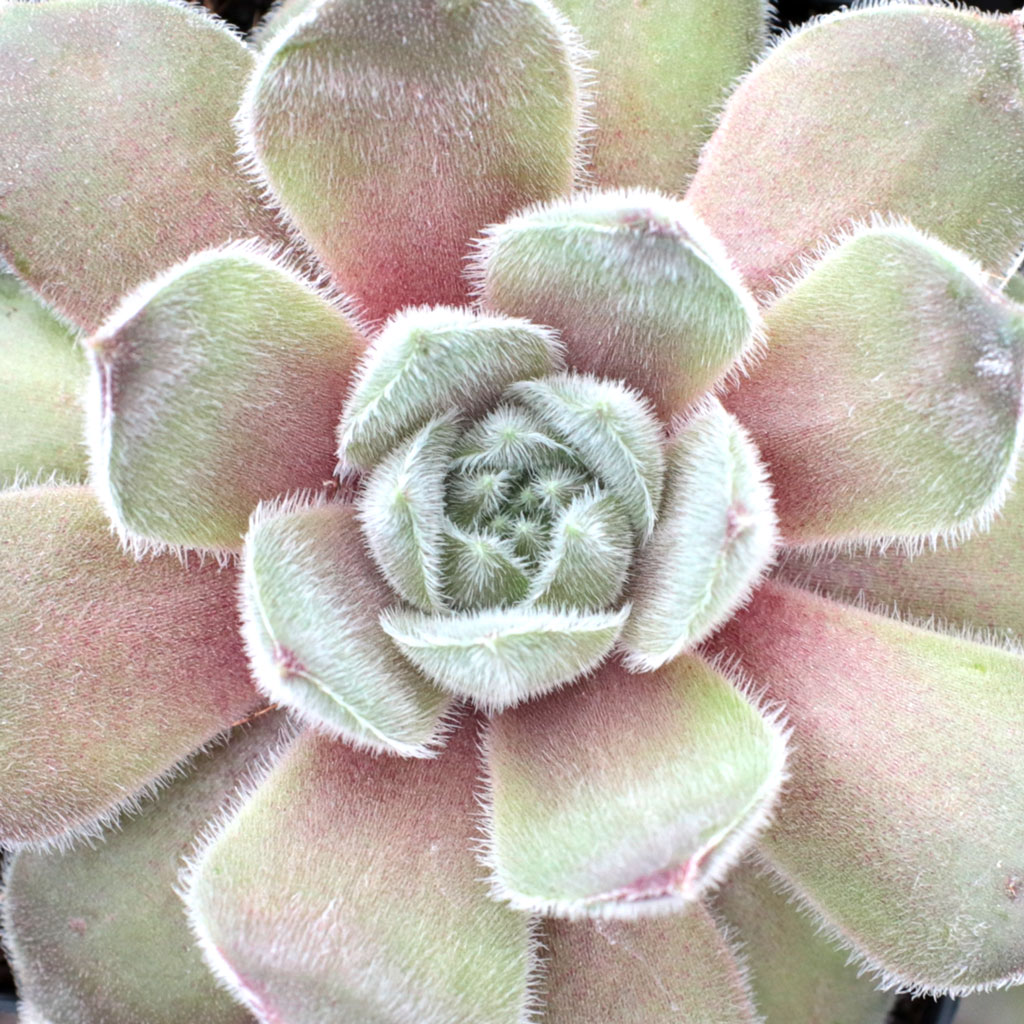 Sempervivum 'Neptune' Questions & Answers