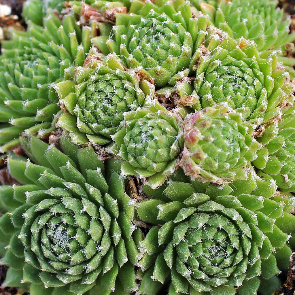 Sempervivum 'Little Bobo' [exclusive] Questions & Answers