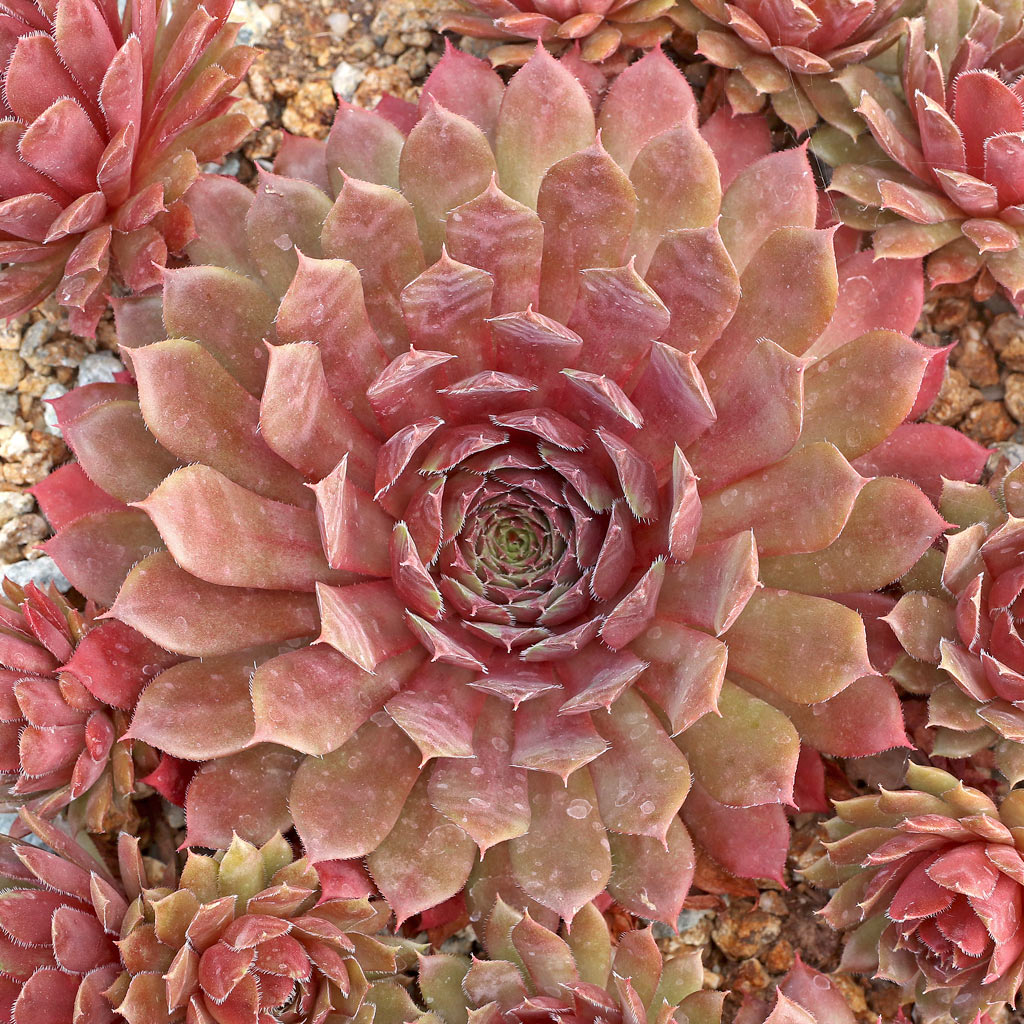 Do sempervivum live well in a rock garden outside