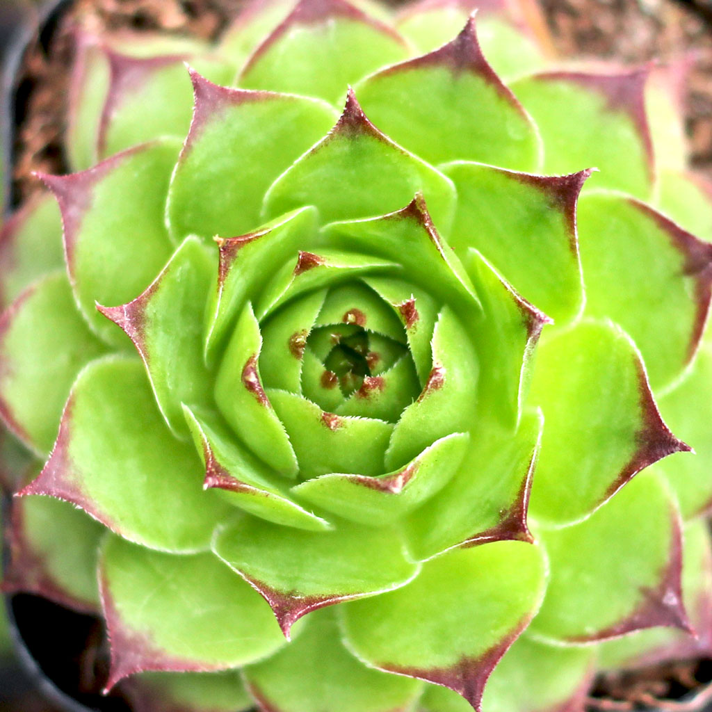 Sempervivum tectorum 'Royanum' Questions & Answers