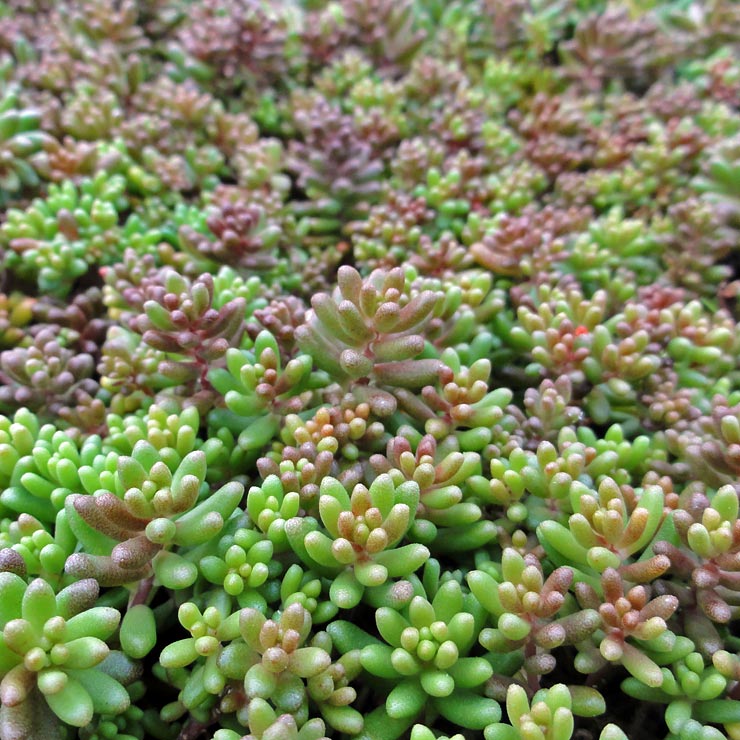 Will Sedum album choke out weeds