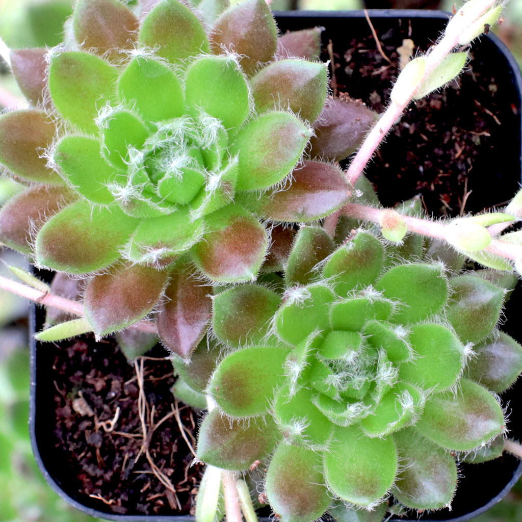 Sempervivum 'Spring' [exclusive] Questions & Answers