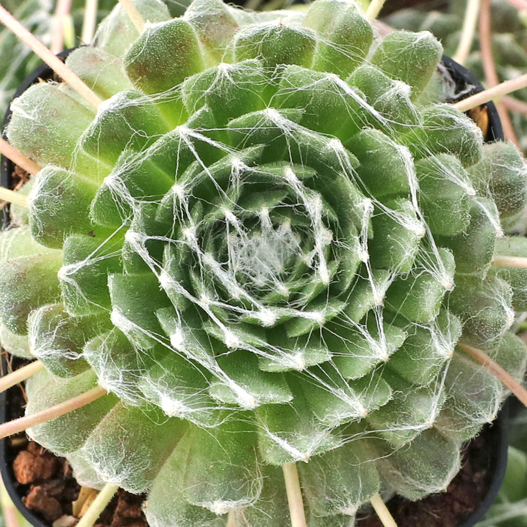 Sempervivum arachnoideum 'Cebenese' Questions & Answers