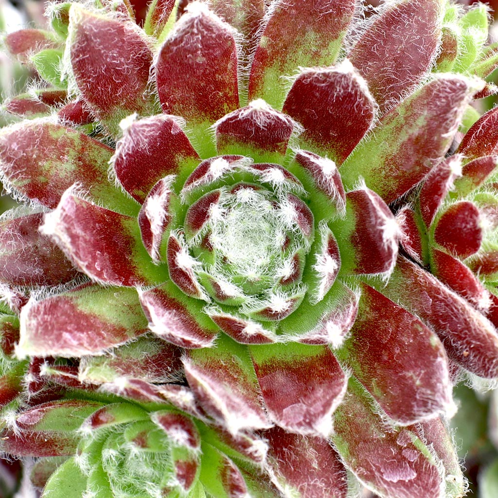 Sempervivum 'Raspberry Ice' Questions & Answers