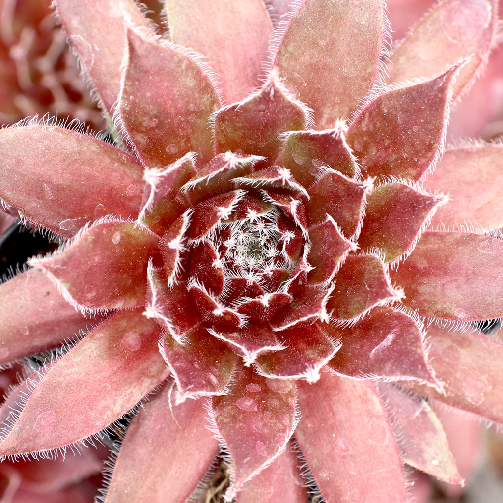 Why is sedum red wings all green and also all red. Which one is it?