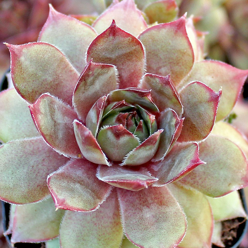 Sempervivum 'Pink Delight' Questions & Answers