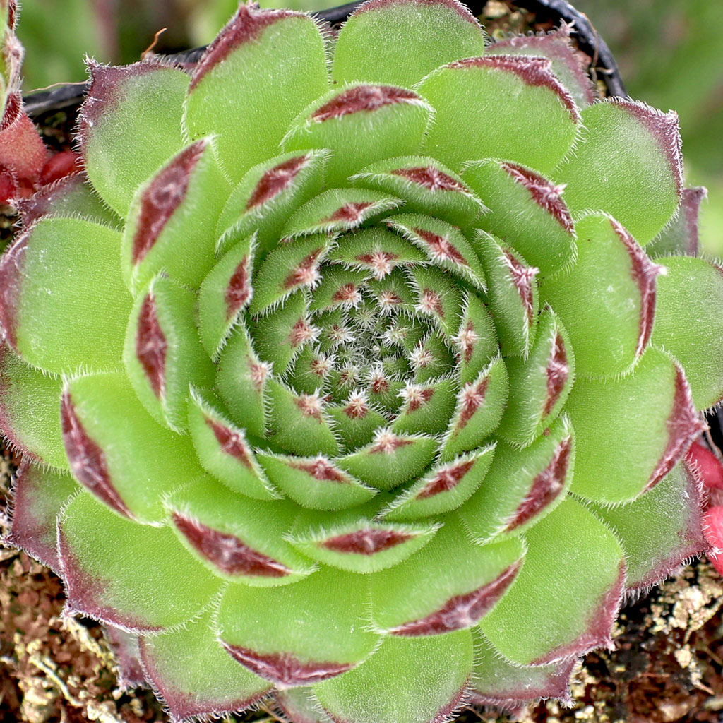 Sempervivum 'Hester' Questions & Answers