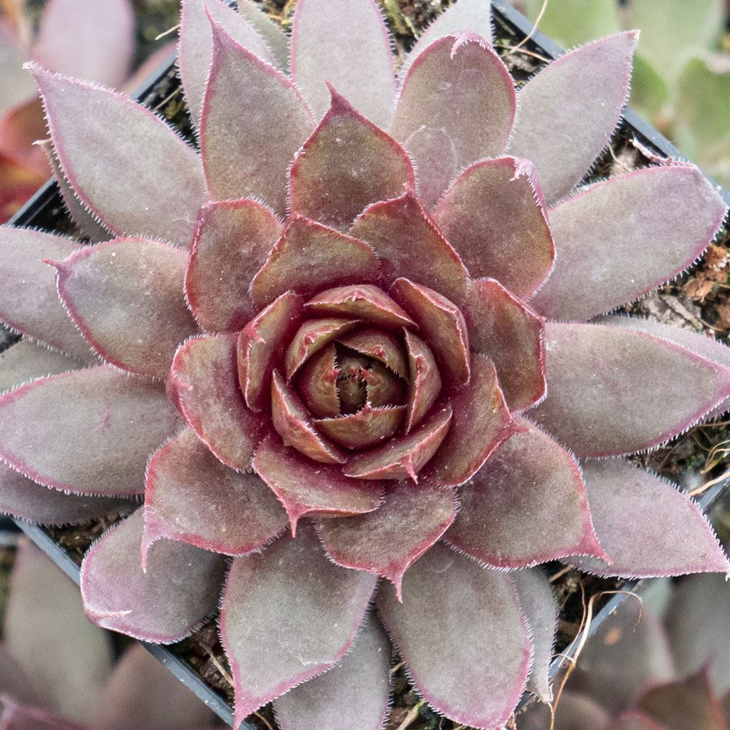 Do these come as plants, not cuttings?