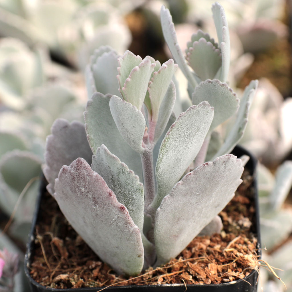 Kalanchoe pumila - Flower Dust Plant Questions & Answers