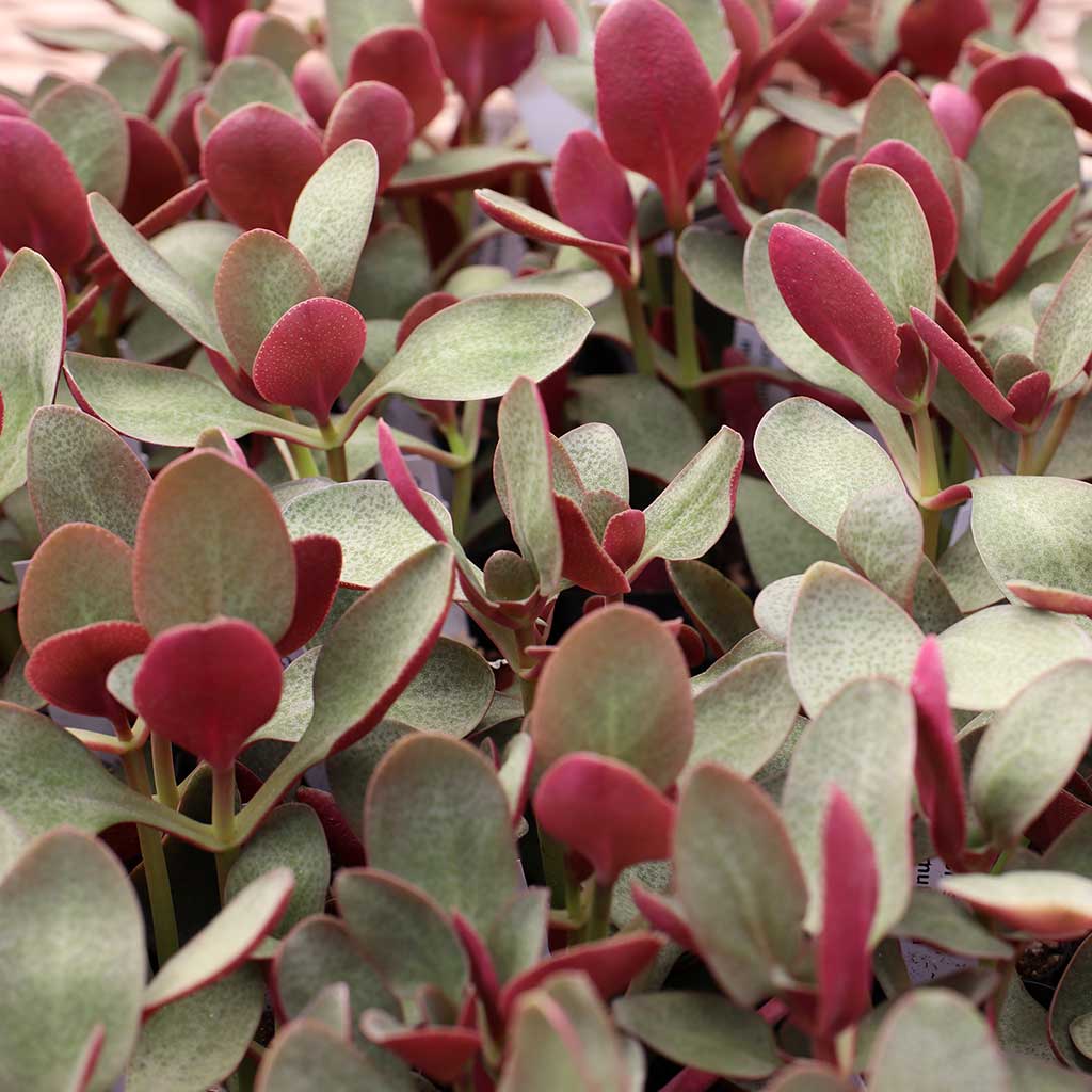 Why are the leaves of my Crassula multicava turning brown and dry at the tips and sides?